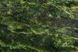 Polished Canadian Jade (Nephrite) Slab - British Colombia #117636-1